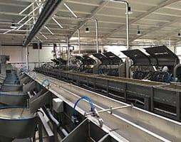 Línea de deshueso-rodajado-relleno